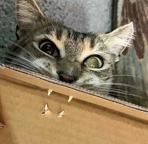 Artwork preview image