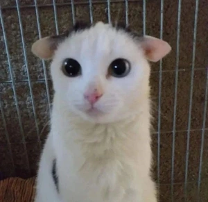 Artwork preview image