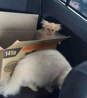 Artwork preview image